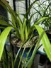 紫砂兰花盆特大君子惠兰花盆墨兰等各种兰花绿植陶瓷紫砂专用花盆 A款(兰)蓝色中号2个亏本促销 紫砂 x 中等 实拍图