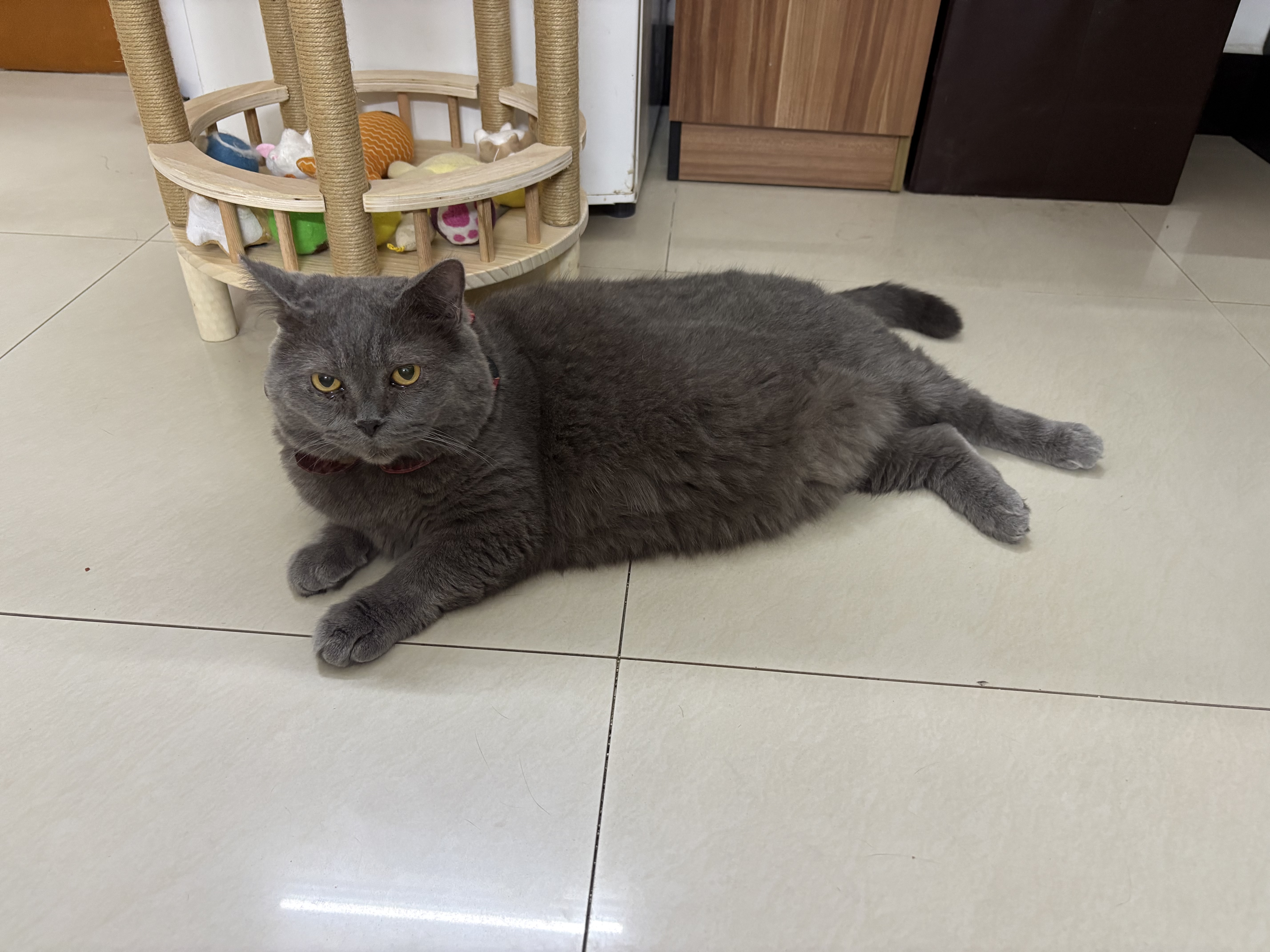 希宝（Sheba）小魔勺幼年期成年期猫宠物零食含香嫩鸡肉鲣鱼巴丁鱼配方10g*32勺 实拍图