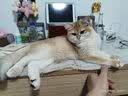 皇家猫粮 幼猫猫粮 幼猫奶糕 K36 通用粮 4-12月 2KG 实拍图