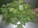 带根香菜100g 实拍图
