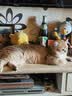 LEGENDSANDY蓝氏乳鸽猫粮幼猫成猫猫零食主食猫条餐包猫咪尝鲜大礼包246g 实拍图