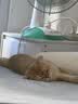 皇家搭档猫罐头猫零食成猫幼猫罐头宠物零食三文鱼金枪鱼吞拿混合85g*6罐 实拍图