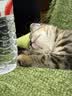 皇家（ROYAL CANIN）猫粮慕斯猫罐头湿粮奶糕幼猫粮全价粮 猫咪主食级罐头BMC 【1170g 猫奶糕罐头】195g*6罐 实拍图