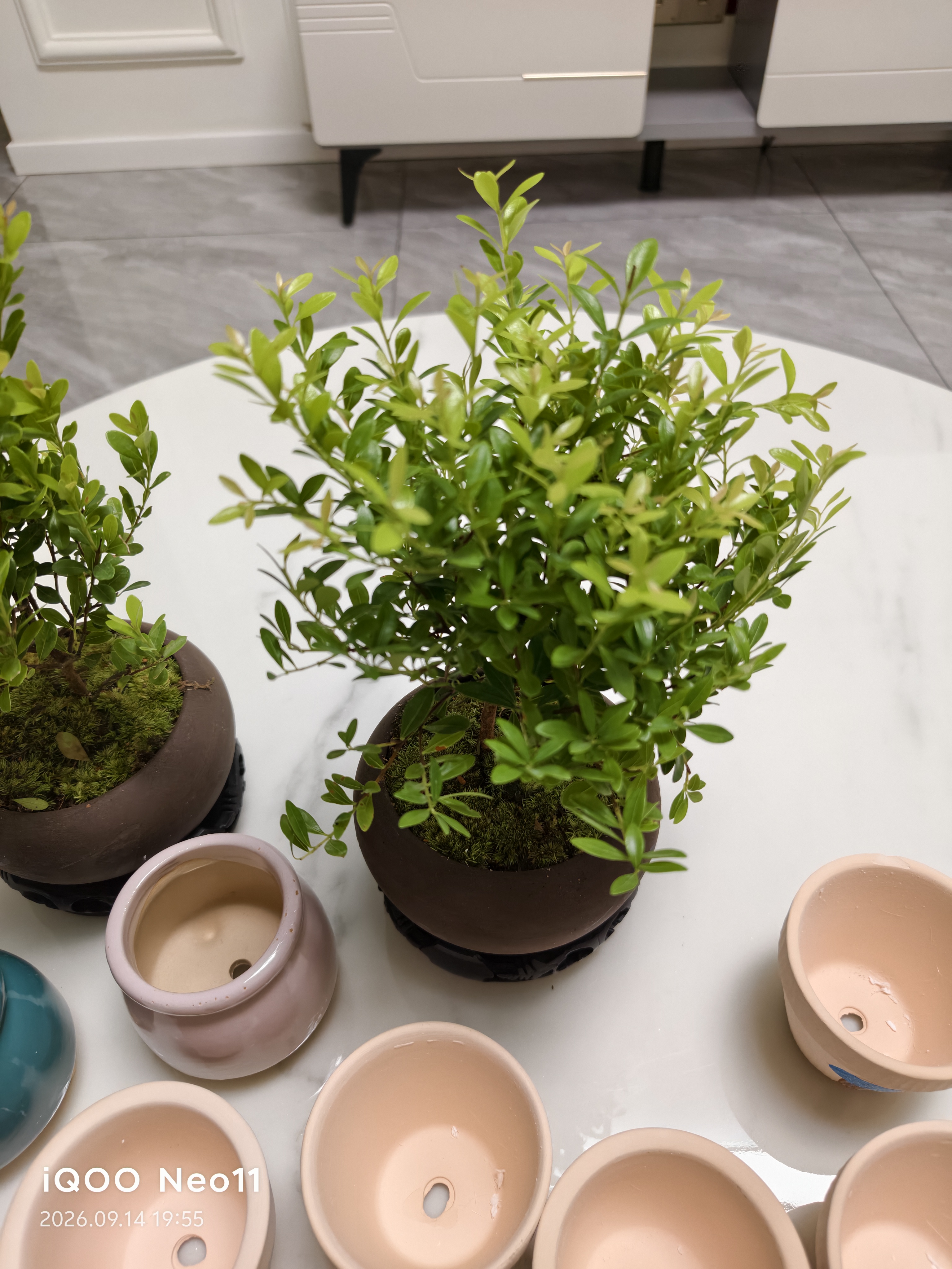 八芽 小叶赤楠盆景摆件室内绿植花卉盆栽老桩客厅办公室桌面好养植物 （【热销款】舍得紫砂盆赤楠+苔藓+底座） 实拍图
