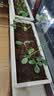 漫生活草莓土15L专用营养土花土种菜土绿植果蔬有机种植土阳台盆栽土壤 实拍图