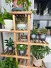 花行榜绿萝发财树水培绿植室内办公室幼儿园桌面盆栽除醛小花卉源头直发 实拍图