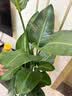 植男植女天堂鸟盆栽客厅室内好养大型落地真绿植办公室植物鹤望兰源头直发 实拍图