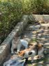 万颐（WEET）猫粮冻干五拼成猫专用英短蓝猫全种猫通用型宠物主粮2.5kg 实拍图