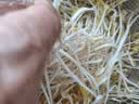 十月稻田 绿豆 500g 一级 低脂粗粮 东北杂粮 绿豆汤 可发豆芽 豆浆豆 实拍图