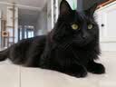 皇家猫粮 挑嘴成猫猫粮 高适口性 EF38 通用粮 12月以上 10KG 实拍图
