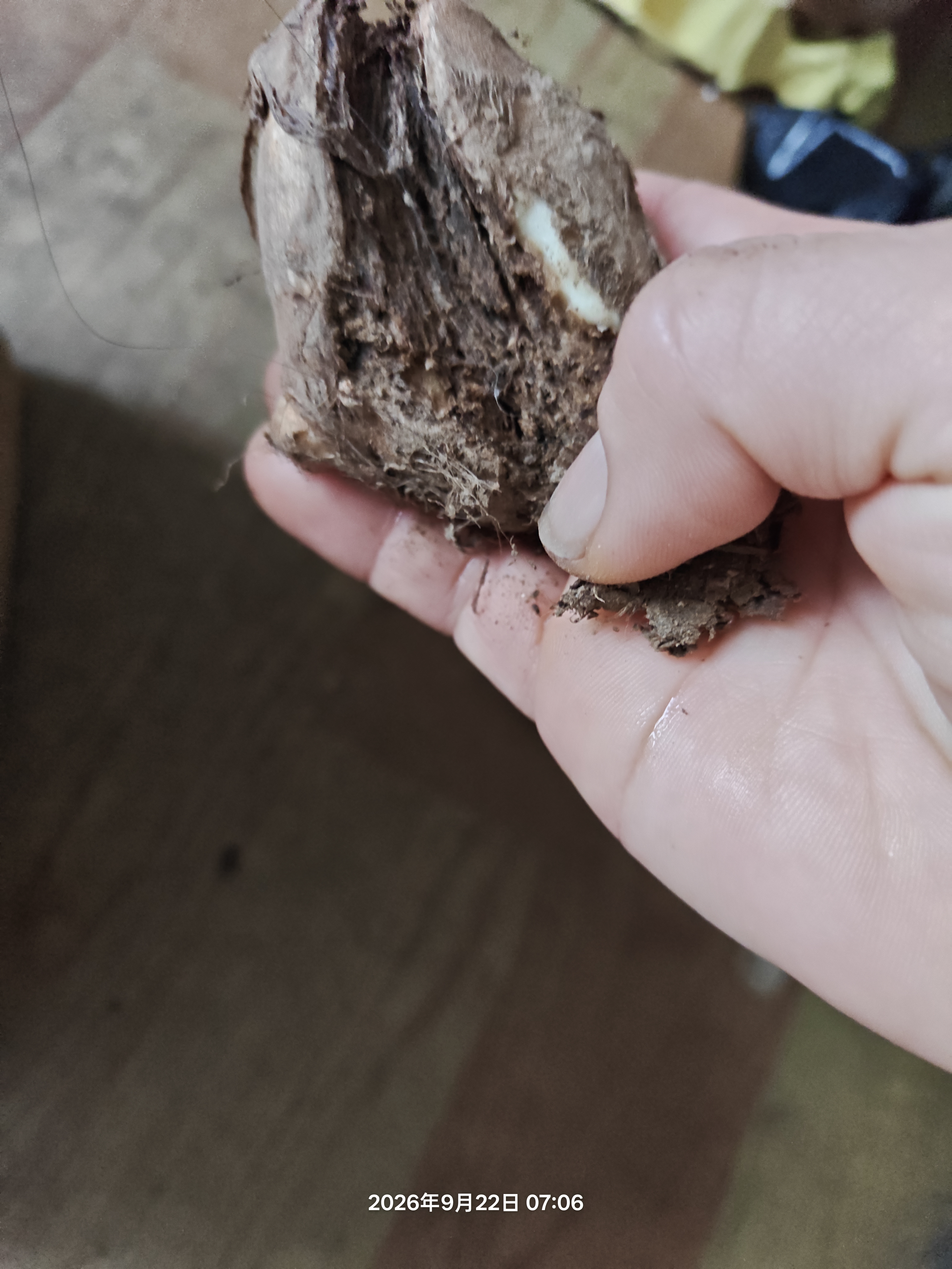 山东牛奶小芋头新鲜芋艿红薯地瓜农家蔬菜早餐辅食直播间超市 正宗山东牛奶毛芋头【5斤装】 含箱 实拍图