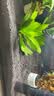 尼特利1号大师水草泥鱼缸专用水藻泥生态草缸底砂营养土2L/袋 实拍图