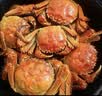 【活蟹】漁家师傅大闸蟹公3.8-4.1两母2.8-3.1两4对8只 鲜活螃蟹现货生鲜礼盒 中秋送礼 实拍图