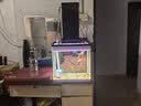 茨格曼鱼缸过滤棉专用过滤器白棉高密度加厚净化海绵水族箱生化过滤材料 实拍图