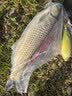 川泽伊豆绑好子线双钩成品鱼钩套装金海夕仕挂鲫鲤鱼翘嘴小鱼钩鳊鱼钩 伊豆45CM【钩5线1.2+钩6线1.5】 各10付【共20付盒装】 实拍图