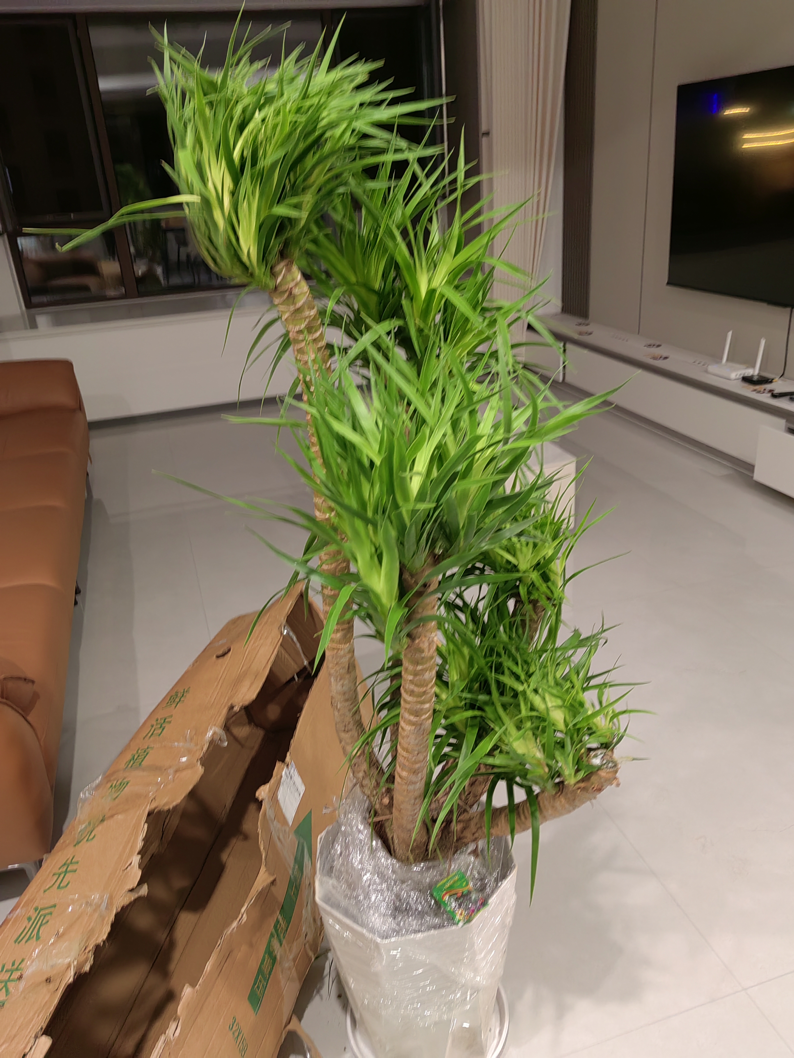 爱优尚龙血树绿植盆栽龙须树室内办公室客厅造型大型落地植物源头直发 实拍图