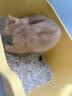 京东京造 五合一木薯猫砂豆腐钠基矿砂植物混合猫砂2.4kg*4 不沾底除臭 实拍图