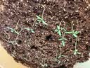 美益棵营养土养花通用型8L园艺专用种菜蔬菜多肉盆栽绿植种植泥炭土壤 实拍图