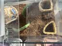 史丹利椰糠砖650g 椰土砖椰砖营养土脱盐花土耶砖种菜通用型 实拍图