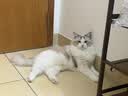 LEGENDSANDY蓝氏全价猫粮生骨肉冻干成猫幼猫猎鸟乳鸽9kg(1.5kg*6)【囤货装】 实拍图