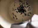 张一元茶叶红茶滇红红茶浓香型古树茶云南大叶种（茶语）特级100g罐装 实拍图
