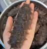 京东京造 大连有机鲜食海参1kg 16-20只固形物90% 辽刺中秋礼品礼盒 实拍图