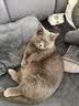顽皮（Wanpy）果饭儿畅轻系列全价猫粮鸡肉三文鱼口味10kg 护肠营养主食干粮 实拍图