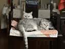 麦富迪猫粮 barf霸弗天然猫粮全价老年猫粮≥7岁 1.8kg 实拍图