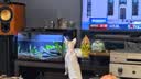 疯狂水草天然贝壳海螺适配小米鱼缸造景水族箱全套布景海星装饰生态摆件 溪流缸造景套餐（适合40-50cm鱼缸） 实拍图