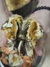 【活蟹】蟹叁钳庄 全母大闸蟹 去绳足重3.3-3.6两 8只鲜活现货螃蟹中秋国庆礼盒 实拍图