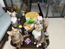 皇家猫粮 幼猫猫粮K36-适用于12月龄50g*3 实拍图