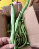 京鲜生山东新鲜白芸豆净重1斤装白不老新鲜蔬菜源头直发包邮 实拍图