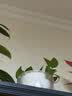 奥美优水培容器花盆懒人自吸水植物绿植绿萝透明免浇水储水盆透气防烂根 实拍图