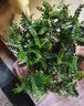 驱蚊虫清香胡椒木盆栽防蚊室内绿植外四季好养净化空气 清香木 （2年苗）15-20cm营养袋+肥料 实拍图