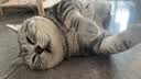 好主人（CARE）金装好主人成猫通用全价无谷冻干【体态管理】鸡鱼味成猫粮4.6斤 实拍图