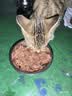 力狼（LILANG）宠物猫粮幼猫成猫零食猫湿粮猫咪猫罐头 金枪鱼+银鱼170g*12罐 实拍图