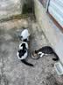 冠能猫粮室内成猫猫粮10kg 全价猫粮 添加膳食纤维 控制毛球 实拍图
