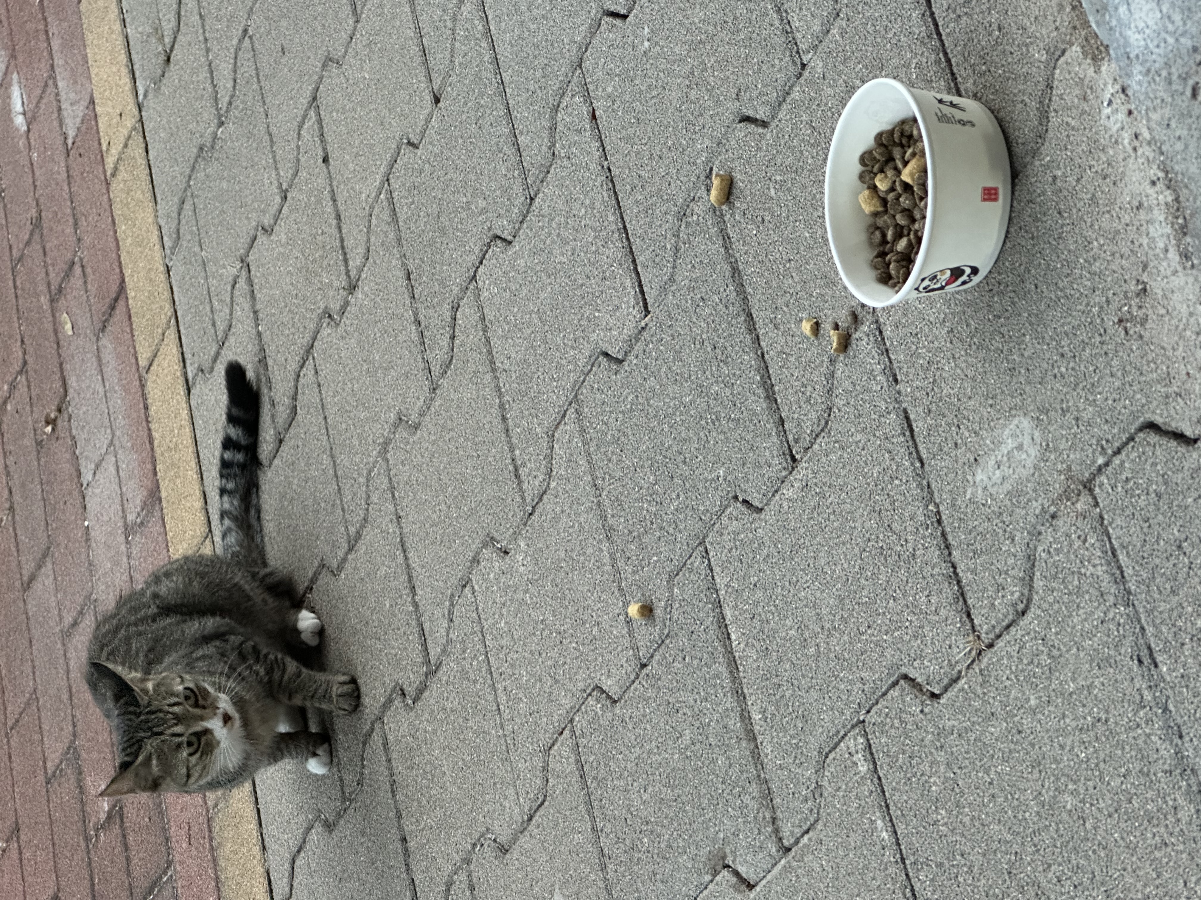 LEGENDSANDY蓝氏全价猫粮生鲜高能系列成猫幼猫 试用 试吃 猎鸟乳鸽 50g*5 实拍图