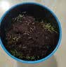 IAM City Farmer含羞草迷你盆栽幼儿园植物儿童种植小盆栽秋播季中秋节礼物10026 实拍图