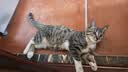 憨仕猫砂奶香豆腐猫砂膨润土混合猫砂抑菌除臭不粘底吸水混合型猫沙子 4.8斤【奶香】7：3配比混合砂 4包【单猫家庭推荐】 实拍图