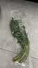 【火锅季】带根香菜100g 实拍图