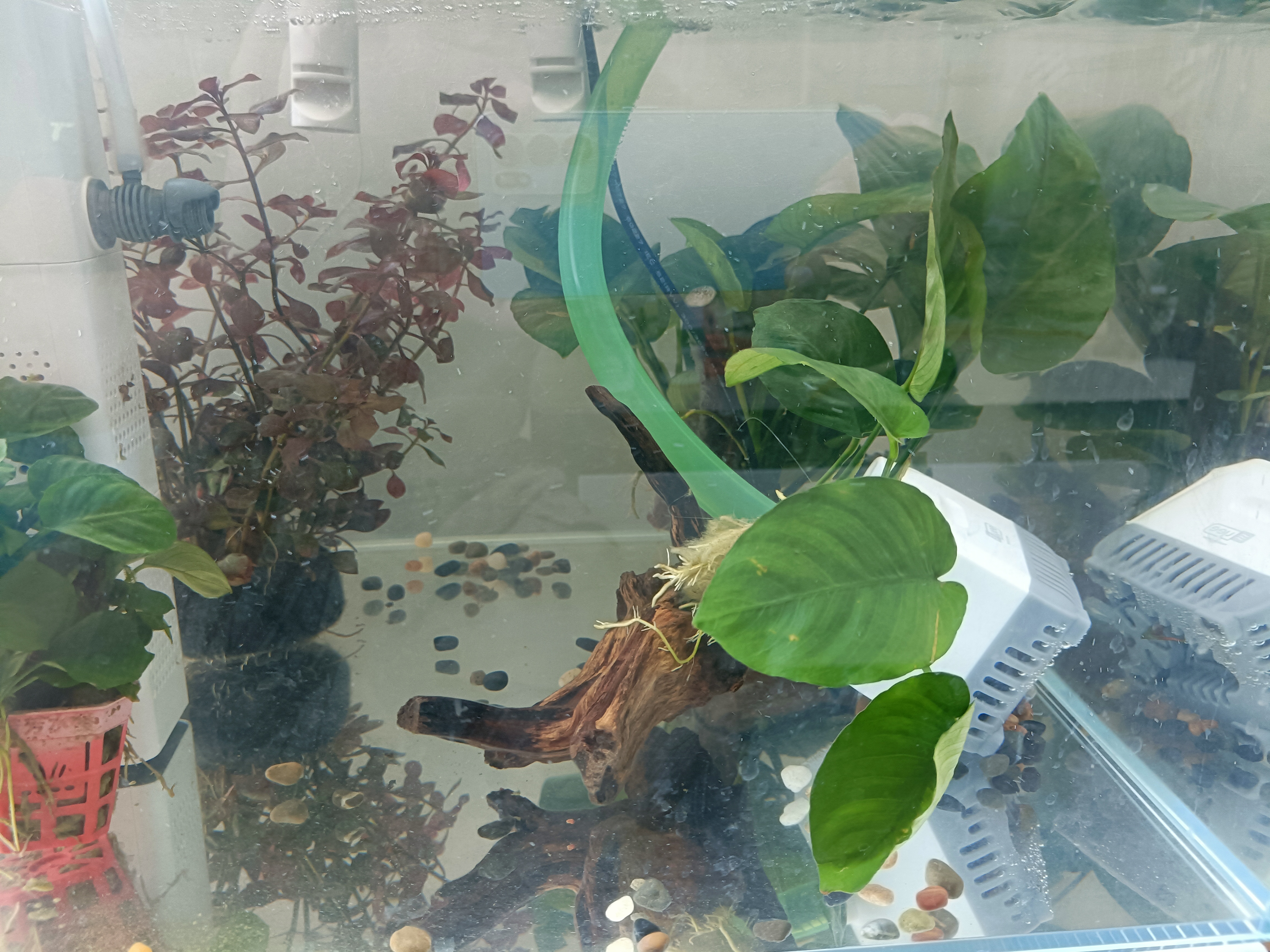 坤宁王蛋白棉鱼缸专用净水鱼缸过滤棉污力丸去黄除臭过滤材料 实拍图