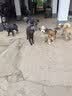 疯狂小狗中大型犬狗粮成幼犬40斤宠物边牧金毛拉布拉多鸡肉燕麦20kg囤货装 实拍图