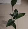 种花迷水培天堂鸟盆栽花卉植物室内客厅绿植面鹤望兰吸甲醛四季好养活 精品水培天堂鸟50-60厘米3棵【不含瓶】 实拍图