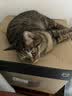凯锐思天然猫粮成猫粮鱼肉海洋鱼全价猫粮成猫4斤 实拍图