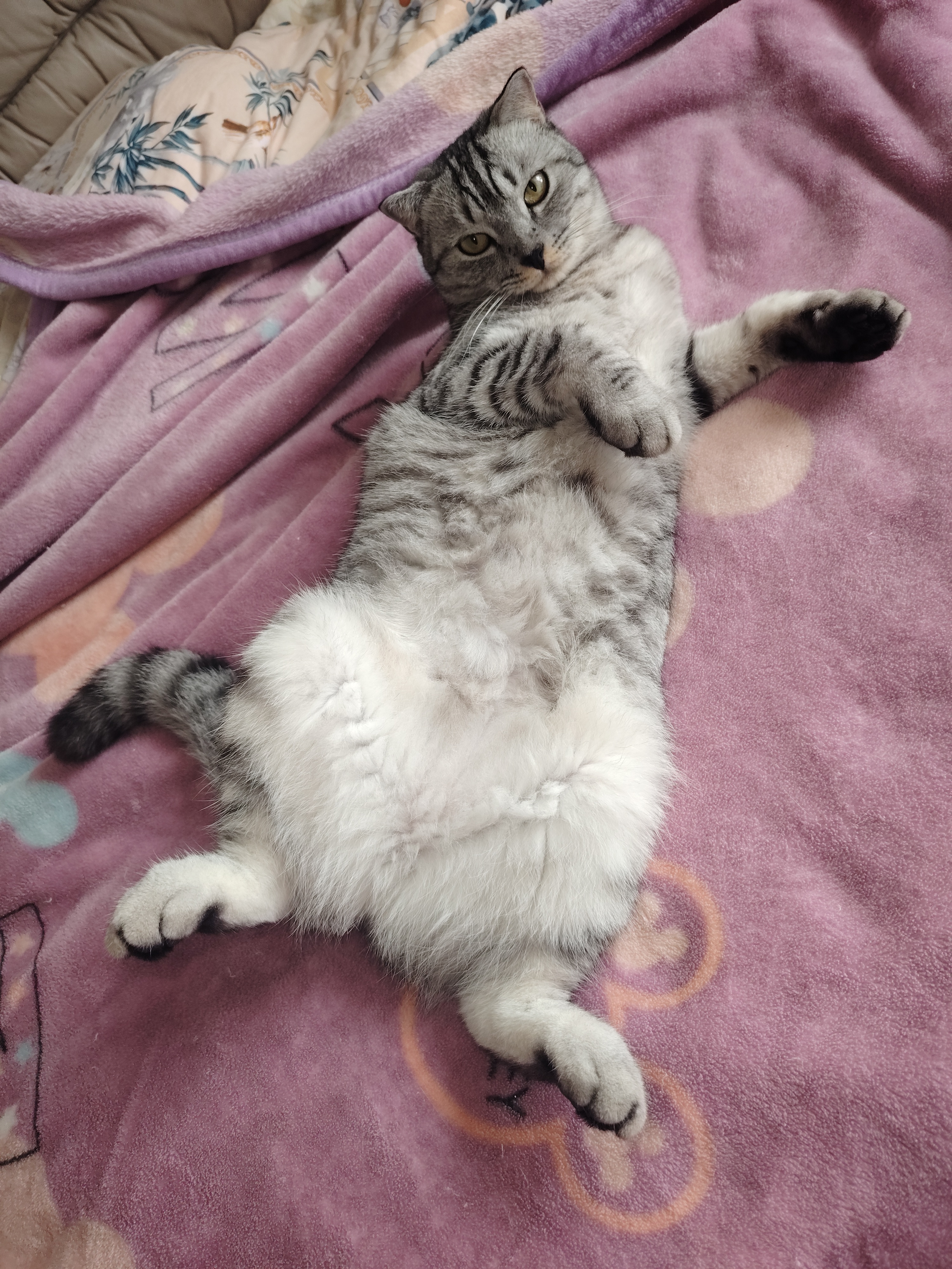 LEGENDSANDY蓝氏猫零食全价主食猫条成猫幼猫鲜肉猫湿粮罐头混合口味 16g*6 实拍图