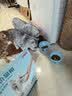 京东京造 海洋风味猫粮2kg 京东自营 实拍图