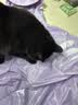 亿迪冻干鸡肉粒成猫幼猫狗宠物零食干营养主食纯肉超大桶1斤装 实拍图