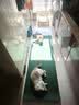 pidan猫砂 经典豆腐混合猫砂3.6kg*12包 皮蛋猫砂 实拍图
