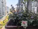 海蒂的花园花叶络石四季常绿好养观叶垂吊植物阳台室内绿植盆栽绿植摆件花卉 花叶络石14cm 含盆 实拍图